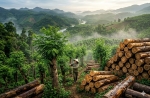 The Whispering Forests of Vietnam: How Acacia Wood Surpassed Oak in the Race for Sustainable Luxury